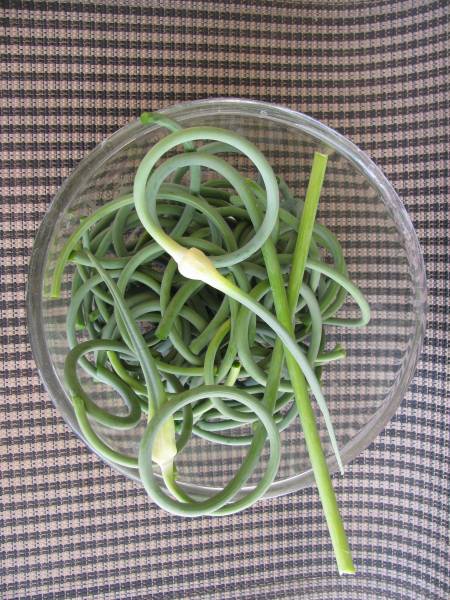 Fresh garlic scapes in a bowl.