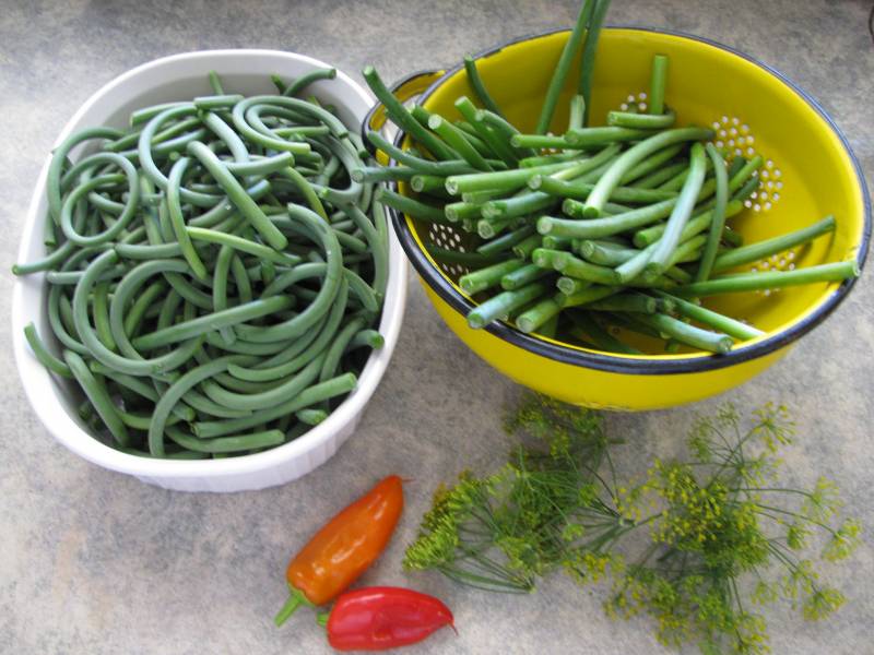 Trimmed garlic scapes in bowls.