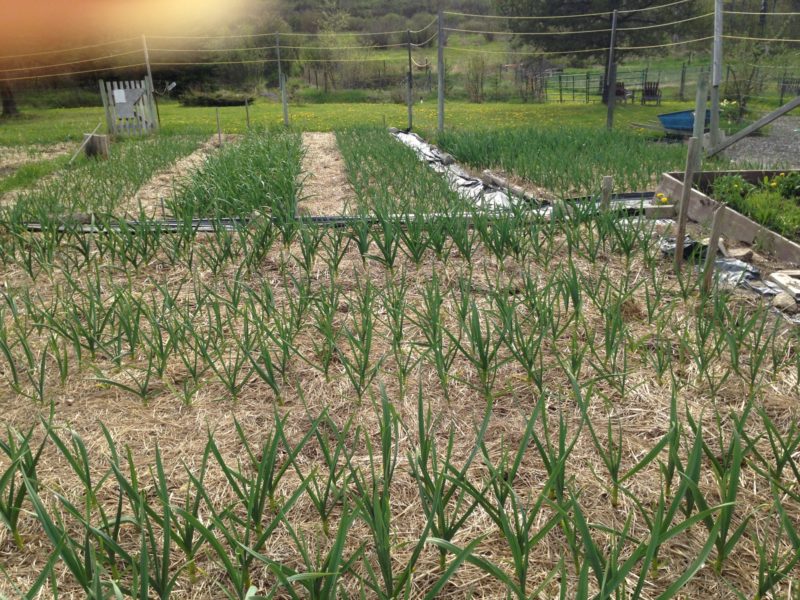 After planting garlic cloves, each clove will grow to become a garlic bulb.
