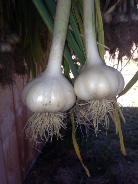 Garlic bulbs hanging to cure