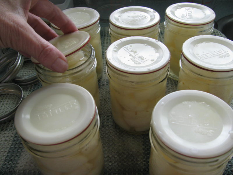 Canning Asian Pears using Tattler Seals and Lids - Country Life in BC