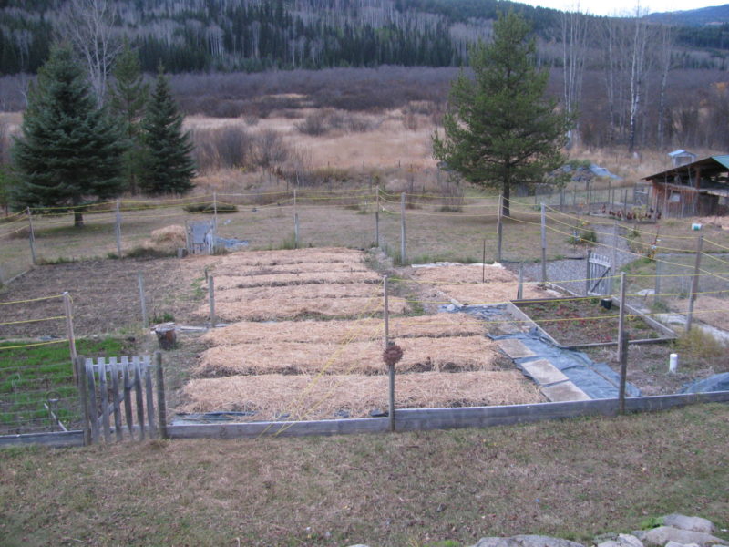 After you plant garlic cloves, add mulch for winter.