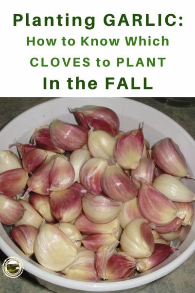 Garlic cloves in a bowl ready for planting in the Fall