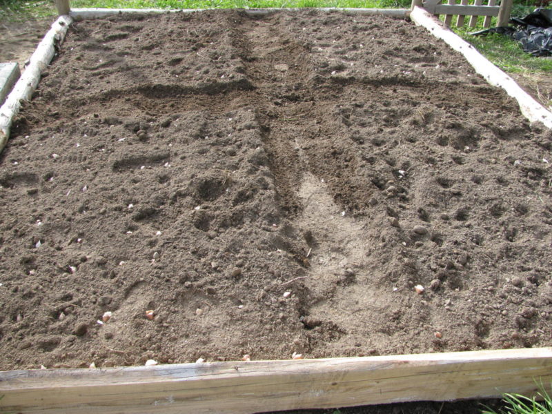 How to plant garlic cloves in a raised bed.