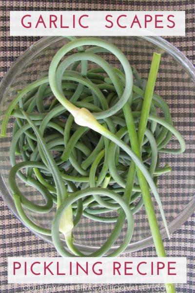Fresh garlic scapes in a bowl.