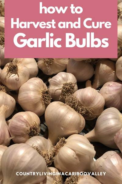 Garlic bulbs in a basket curing after being harvested
