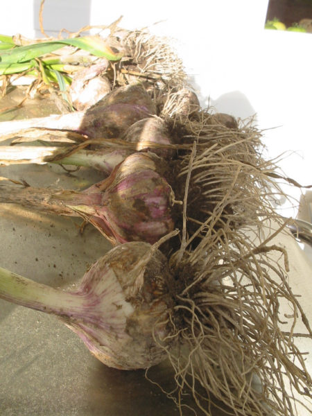 Fresh harvested garlic bulbs with dirt on their roots.