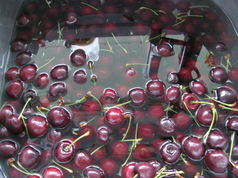 Cherries in a sink of cool water.