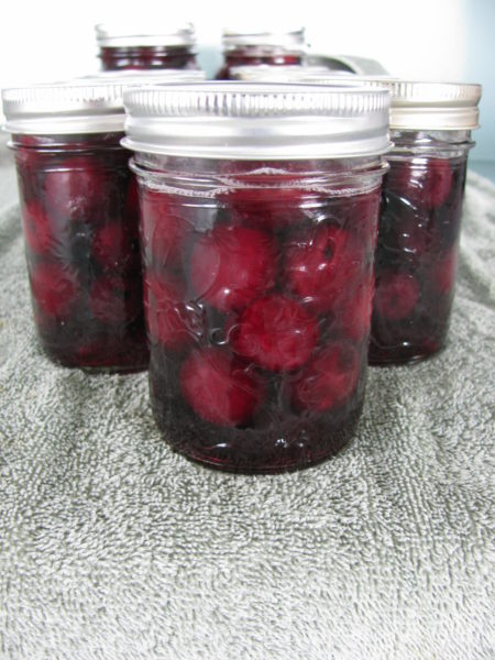 Home canned cherries sit on a towel.