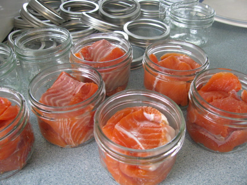 First in learning how to can salmon is to pack the salmon in jars