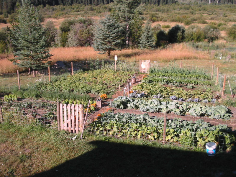 a food garden is an important part of self sufficiency
