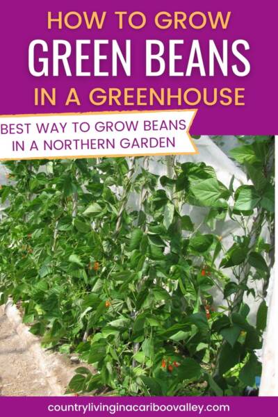 Runner beans growing around supports in a greenhouse