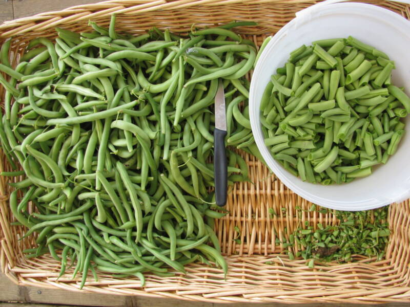 chopped runner beans