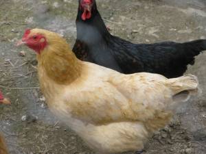 How to Build a Hanging Chicken Feeder