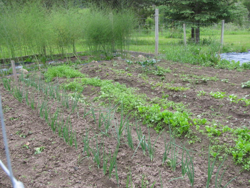 garden