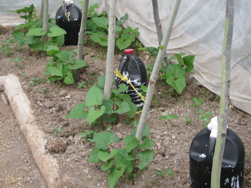 black bottles with plants