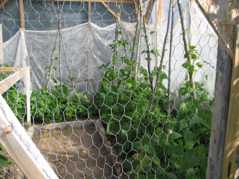chicken wire protecting plants