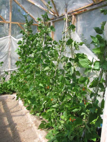 Grow pole beans using tree branches for support in the greenhouse.
