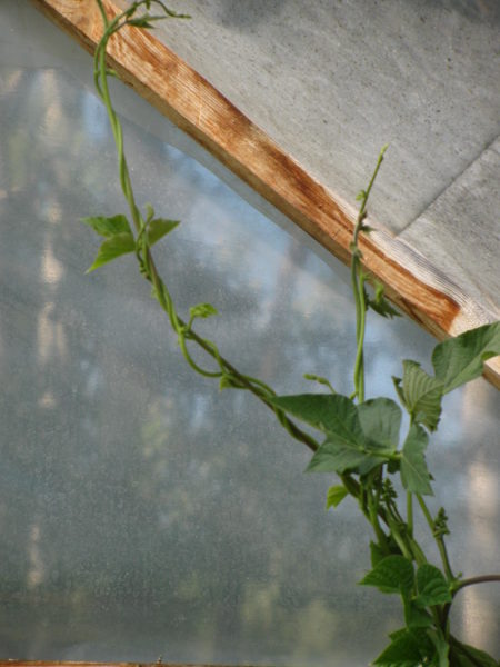 growing runner beans