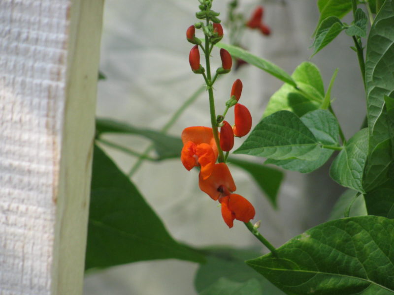 Scarlet runner bean flowers