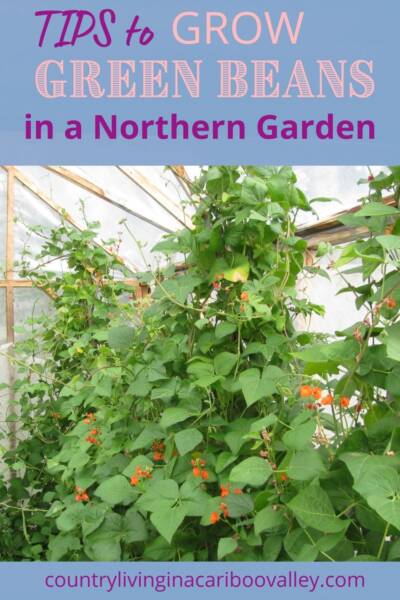 Growing green beans in a greenhouse