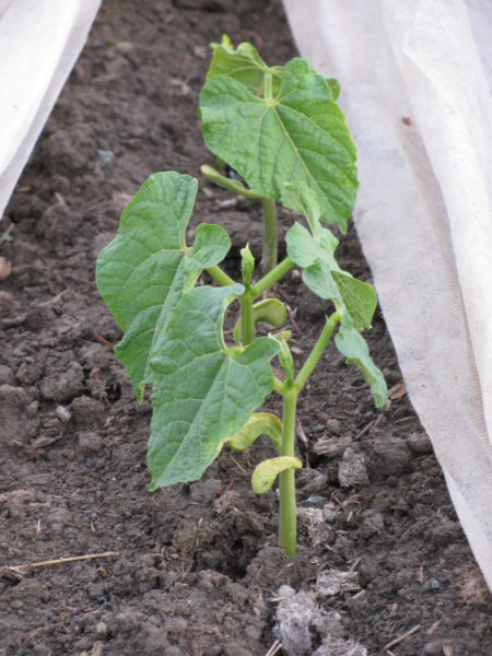 fresh new runner bean plant