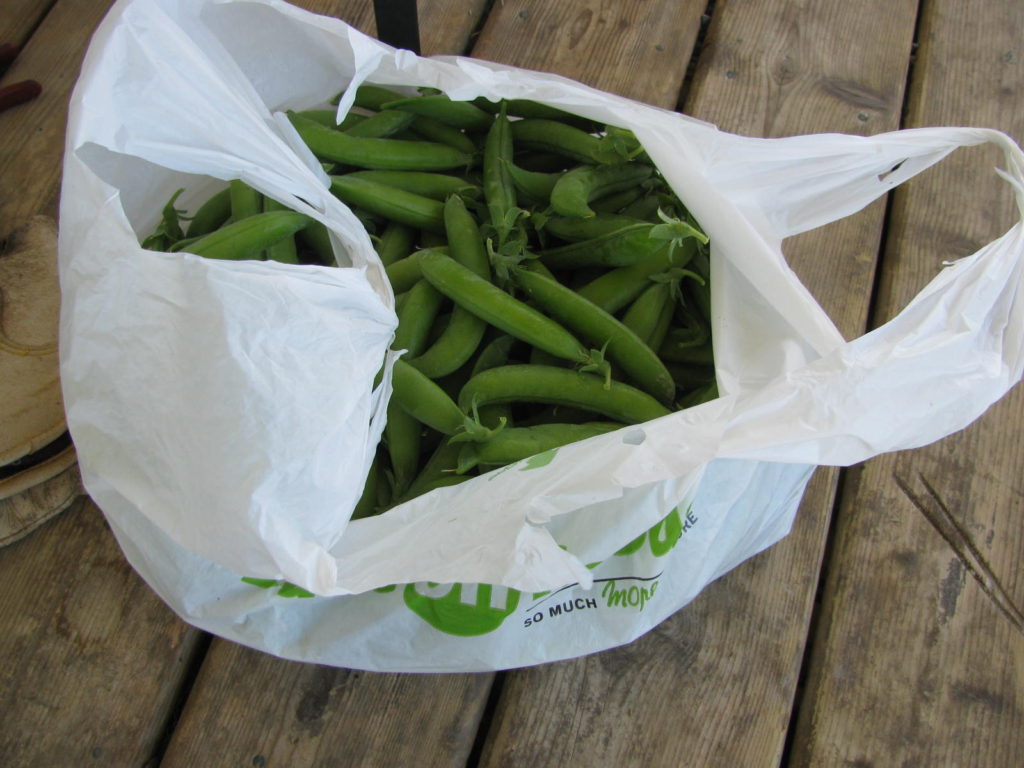 how to blanch and freeze garden grow peas