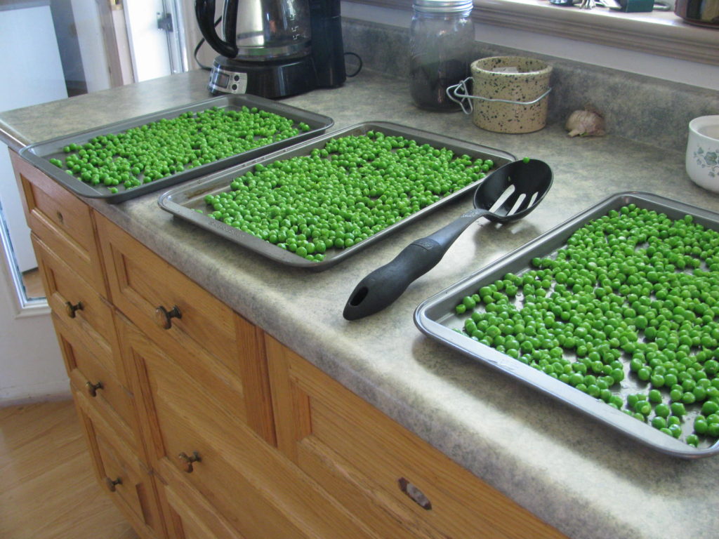 peas spread on cookie sheets ready for freezer