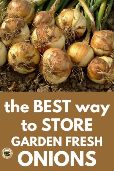 Freshly dug garden onions drying.