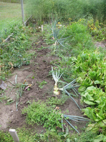 A row of onions sit ready to be picked from the garden