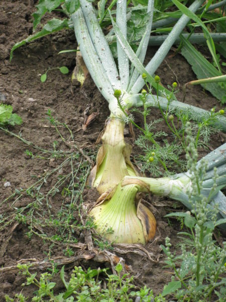 Onions in the garden ready to be dug up and cured for storage