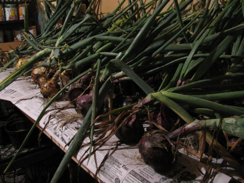 Onions drying on a rack