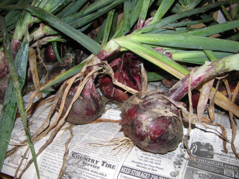 Red onions curing on a rack