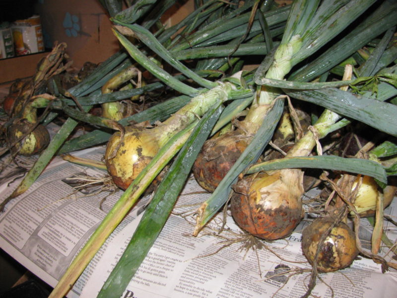 Onions lay on newspaper on a rack