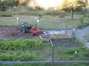 Grow Your Own Garlic