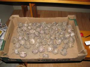 Grow Your Own Garlic
