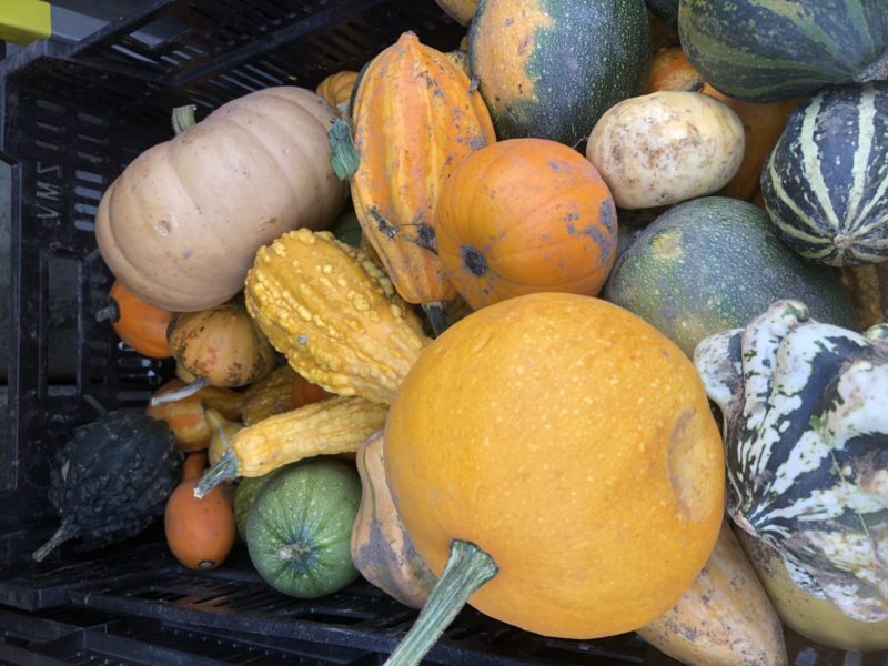 pumpkin and squash ready to be store for winter use
