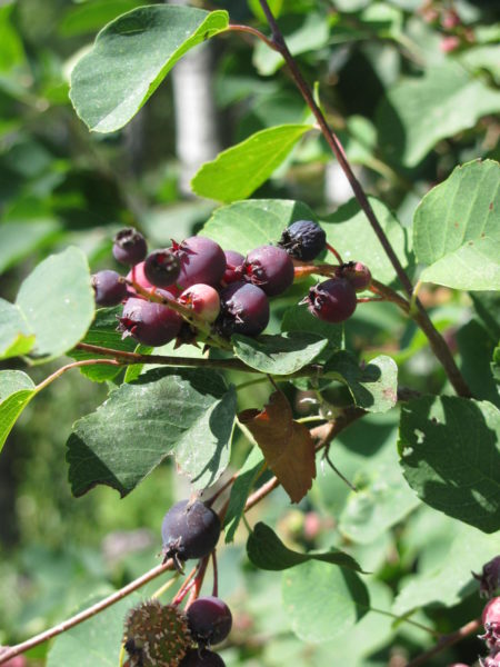 how to make berry wine, make wine at home