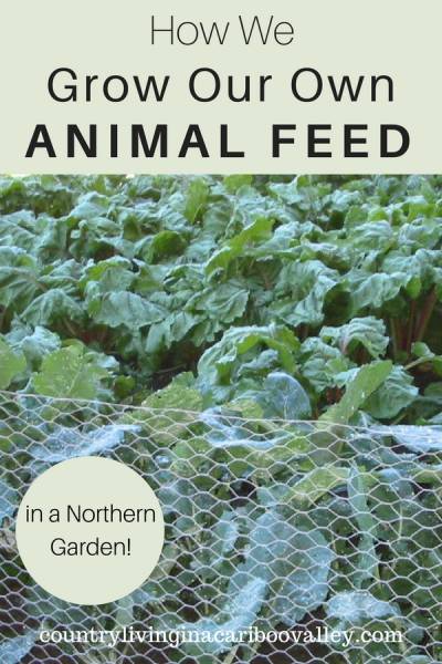 Vegetables growing to feed livestock.