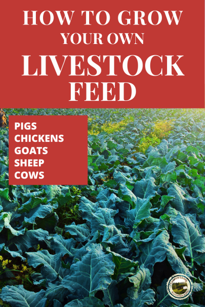 leafy root vegetables growing for livestock feed