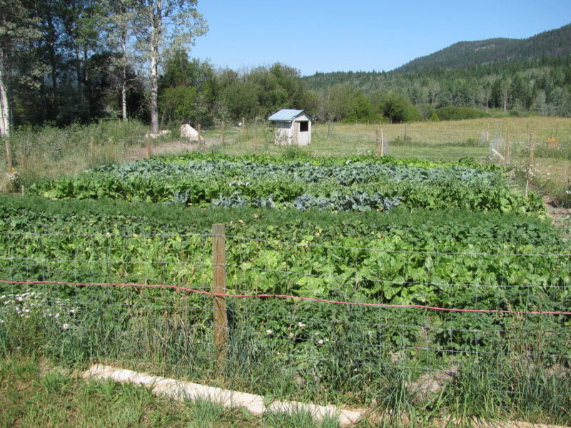 a large garden full of growing vegetables for growing livestock feed