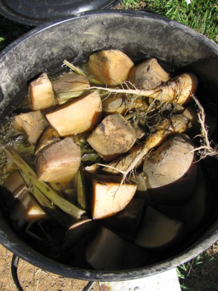 Mangels and sugar beets ready to feed to pigs