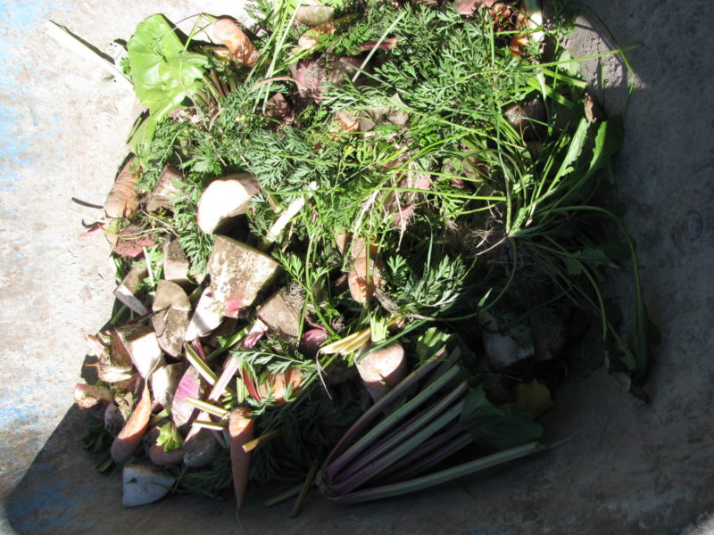 A garden harvest ready to be fed off to pigs
