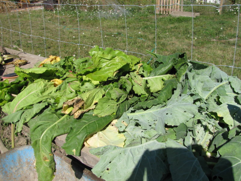 Harvested root vegetables and leaves for animal feed