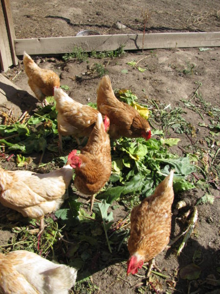 Chickens eating the greens from root vegetables.