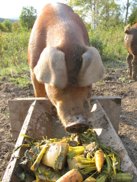 A pig eating cooked potatoes and root vegetables