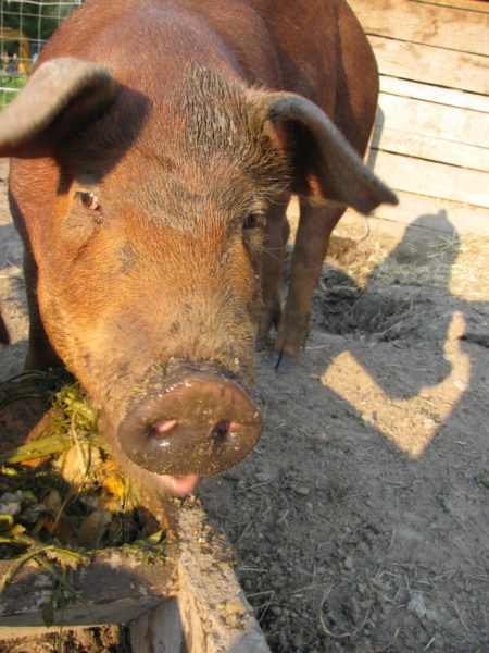 A pig eating root vegetables