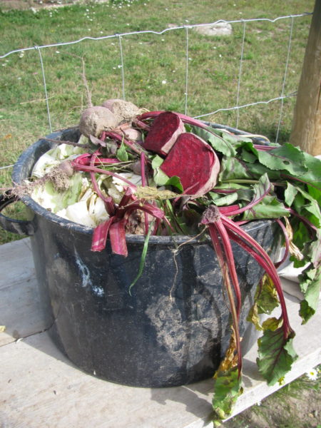 A bucket of harvested root vegetables to feed to pigs and chickens