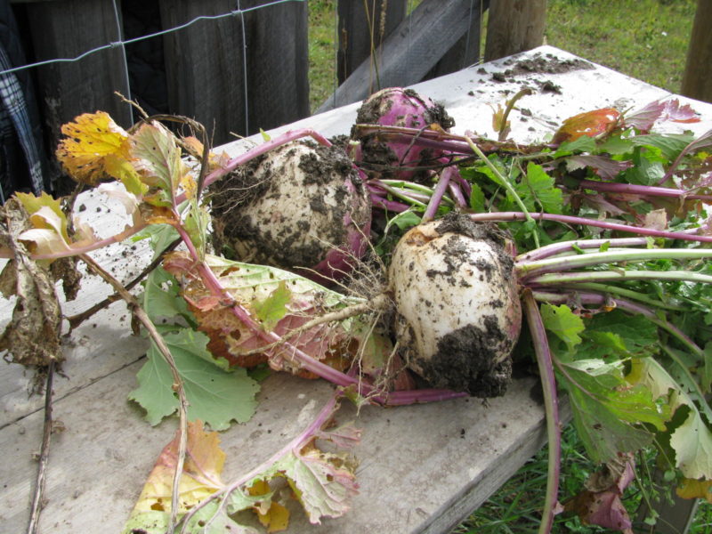 Root crops harvested from the animal garden shows you can grow your own animal feed