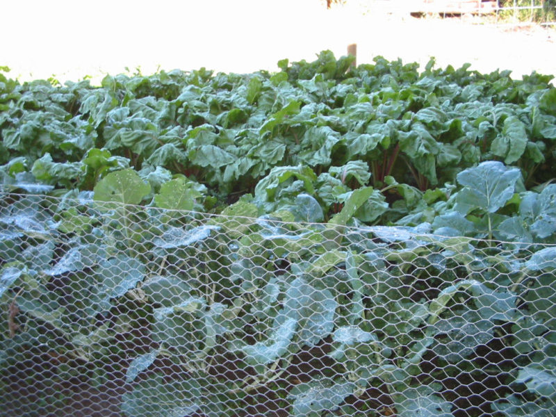 a garden grown specifically for pigs full of leafy greens and root vegetables